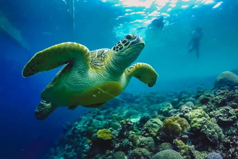 Cebu: Whale Sharks, Kawasan Falls, & Sardines Run Snorkeling - Guides and the “small help” that makes big experiences smoother