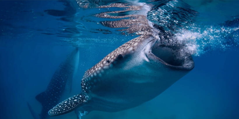 Cebu: Whale Sharks, Tumalog Falls, and Monkey Sanctuary Tour - Key highlights worth circling