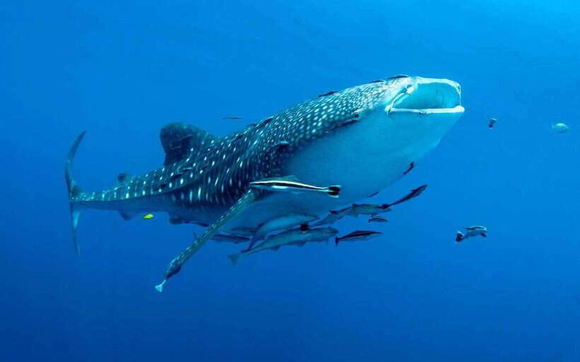 Cebu: Whale Sharks, Tumalog Falls, and Monkey Sanctuary Tour - Getting to Oslob: long ride, simple plan, small group