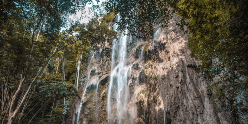 Cebu: Whale Sharks, Tumalog Falls, and Monkey Sanctuary Tour - How the day flows: lunch, fresh coconut, and managing your energy