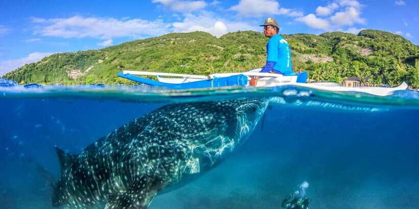 Cebu: Whale Sharks, Tumalog Falls, and Monkey Sanctuary Tour - Price and value: what $121 covers and why it can be worth it