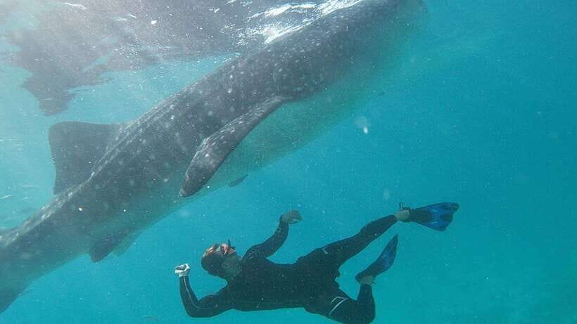 Cebu: Whaleshark Encounter, Tumalog Falls & Sumilon Sandbar - A Full-Day Combo Worth It: Whale Sharks, Sumilon Sandbar, and Tumalog Falls