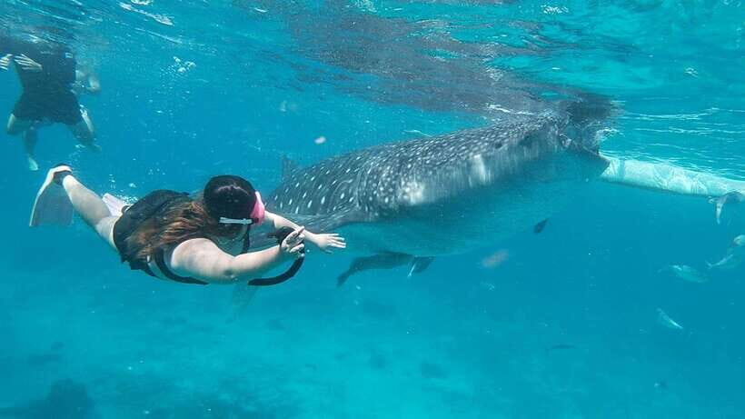 Cebu: Whaleshark Encounter, Tumalog Falls & Sumilon Sandbar - Getting There from Cebu City and Mactan: Pickup That Actually Matters