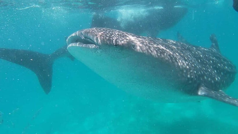 Cebu: Whaleshark Swimming & Moalboal Snorkelling Day Trip - Whale Shark Swimming in Oslob: The Morning Part That Changes Your Brain