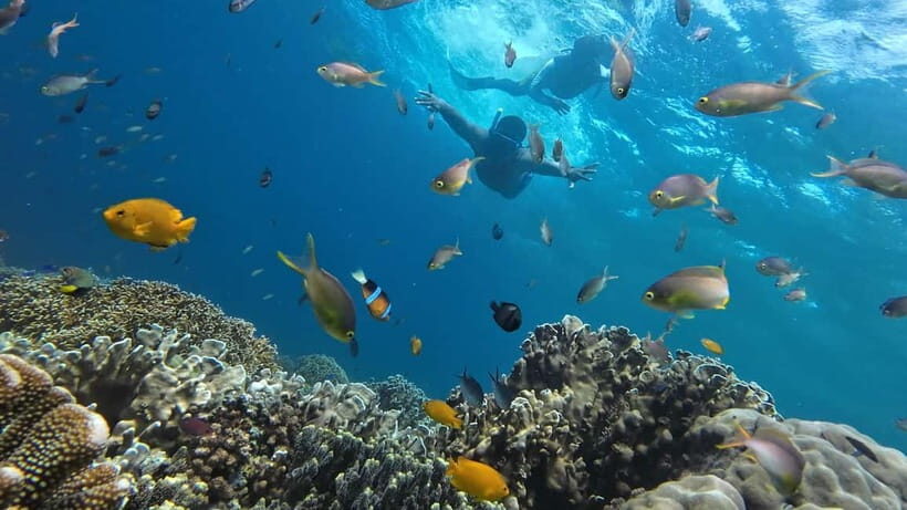 Cebu: Whaleshark Swimming & Moalboal Snorkelling Day Trip - Pescador Island Style Stop: Why This Add-On Matters