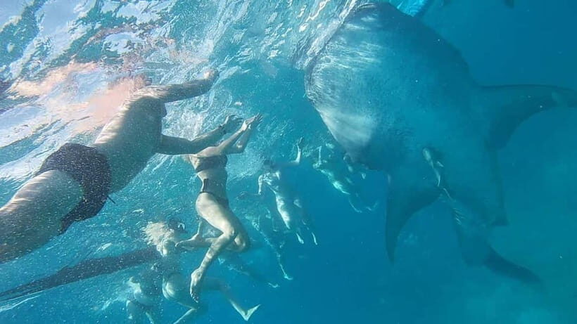 Cebu: Whaleshark Swimming & Moalboal Snorkelling Day Trip - What’s Included, What’s Not, and What That Means for Your Budget