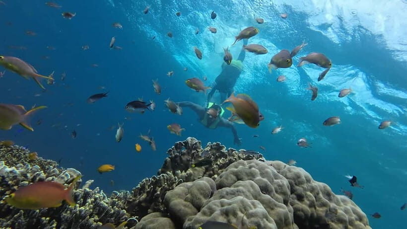 Cebu: Whaleshark Swimming & Moalboal Snorkelling Day Trip - Logistics That Can Make or Break Your Day