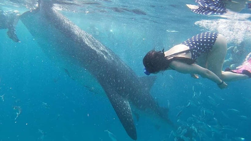 Cebu: Whaleshark Swimming & Moalboal Snorkelling Day Trip - What to Bring (So You’re Not Miserable at 7 AM)
