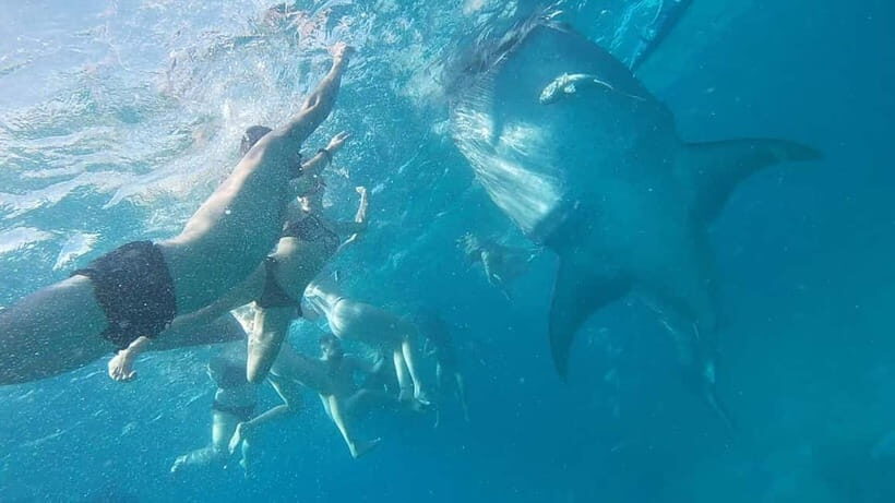 Cebu: Whaleshark Swimming & Moalboal Snorkelling Day Trip - Should You Book This Cebu Whale Shark and Moalboal Day Trip?