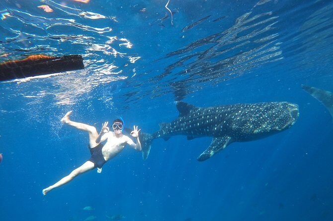 Cebu Whaleshark Tour - The Cebu Whale Shark Day That Starts Before Coffee