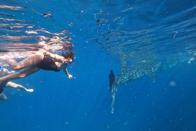 Cebu Whaleshark Tour - How the Ride and Group Size Affect Your Day