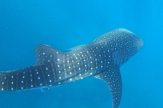 Cebu Whaleshark Tour - Price and Value: Does $130 Make Sense for This Full Day?