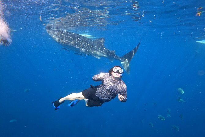 Cebu Whaleshark Tour - Who Should Book This Tour (And Who Might Think Twice)