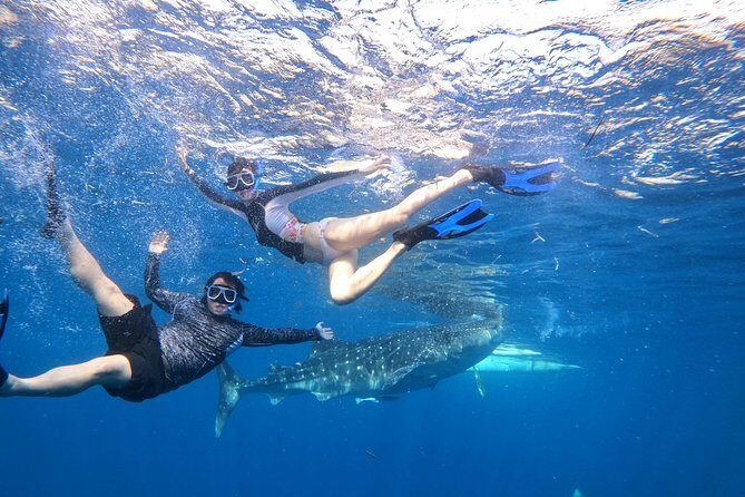 Cebu Whaleshark Tour - Small Details That Help You Enjoy It More