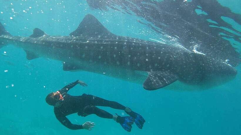 Cebu: WhaleShark , Tumalog Falls, & Sardine Run Snorkeling - Key points before you go