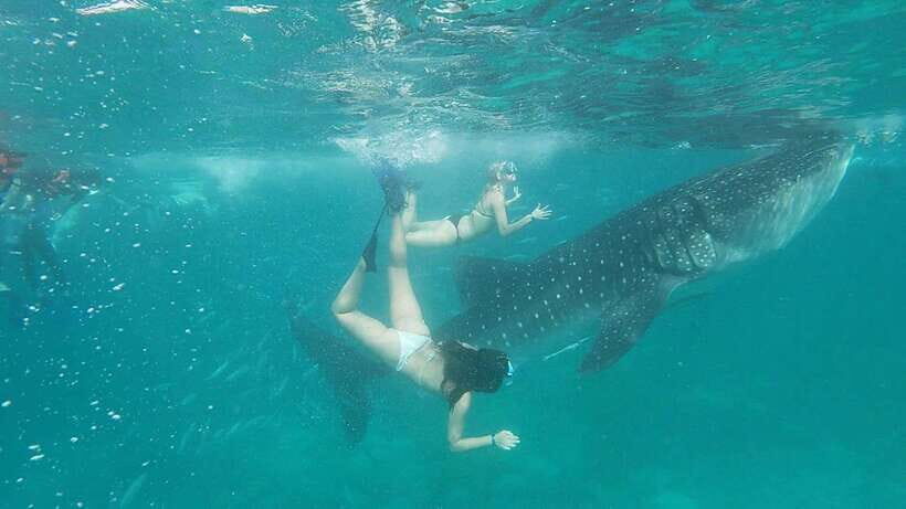 Cebu: WhaleShark , Tumalog Falls, & Sardine Run Snorkeling - Moalboal Sardines Run Snorkeling: When the Coast Turns Into a Moving Pattern
