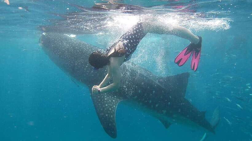 Cebu: WhaleShark , Tumalog Falls, & Sardine Run Snorkeling - How the Day Flows: Pickup, Timing, and the Shared-Boat Reality