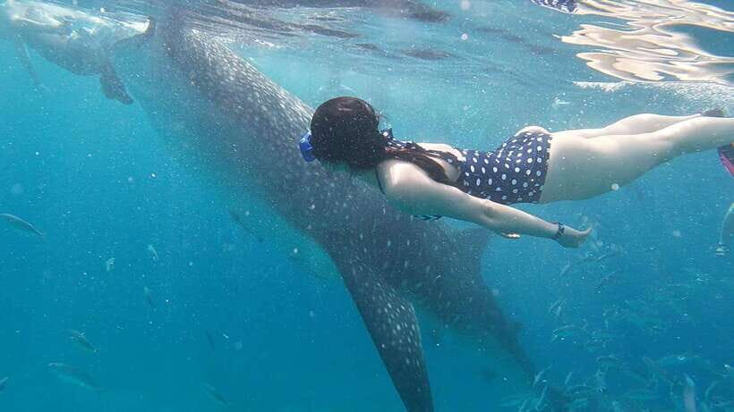 Cebu: WhaleShark , Tumalog Falls, & Sardine Run Snorkeling - Guides and Drivers: Why Friendly, Efficient Help Matters in the Water