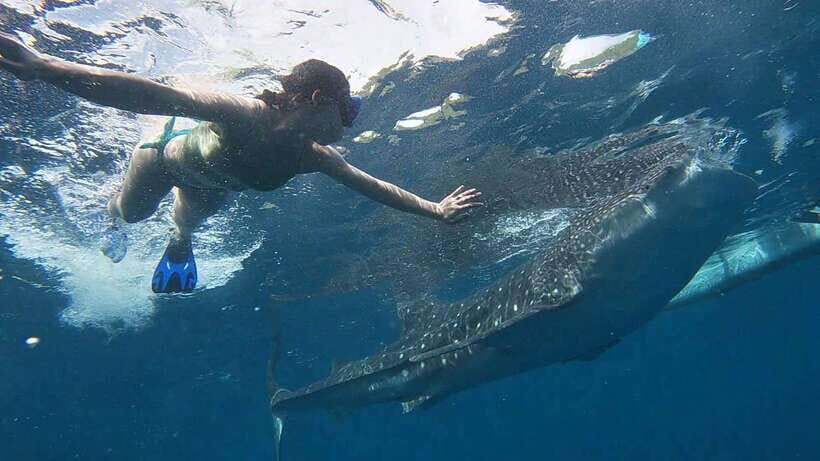 Cebu: WhaleShark , Tumalog Falls, & Sardine Run Snorkeling - Who This Tour Is Best For (and Who Should Skip It)