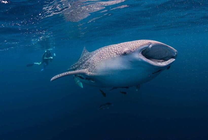 Cebu: Whalesharks, Sumilon Sandbar & Tumalog Falls Tour - Key Highlights You’ll Feel During the Day