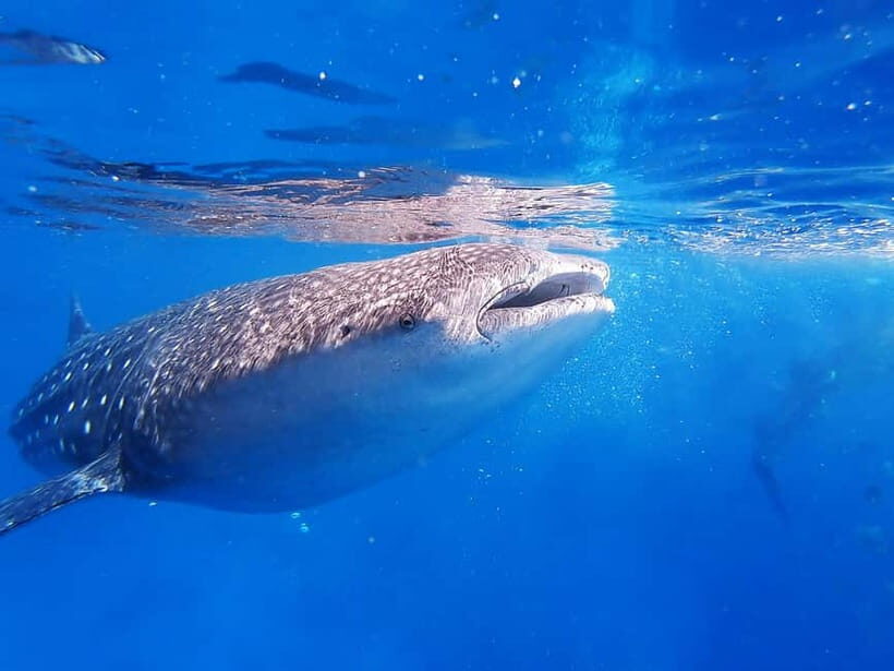 Cebu: Whalesharks, Sumilon Sandbar & Tumalog Falls Tour - Sumilon Sandbar Snorkeling: Paradise Time with Provided Gear