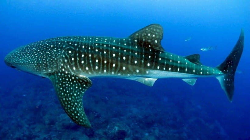 Cebu: Whalesharks, Sumilon Sandbar & Tumalog Falls Tour - Getting Picked Up Around Cebu: Where the Day Starts
