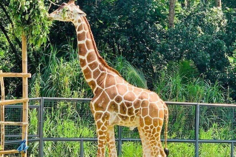 Cebu:Cebu Safari Adventure Park Day Trip - Key highlights you can plan around