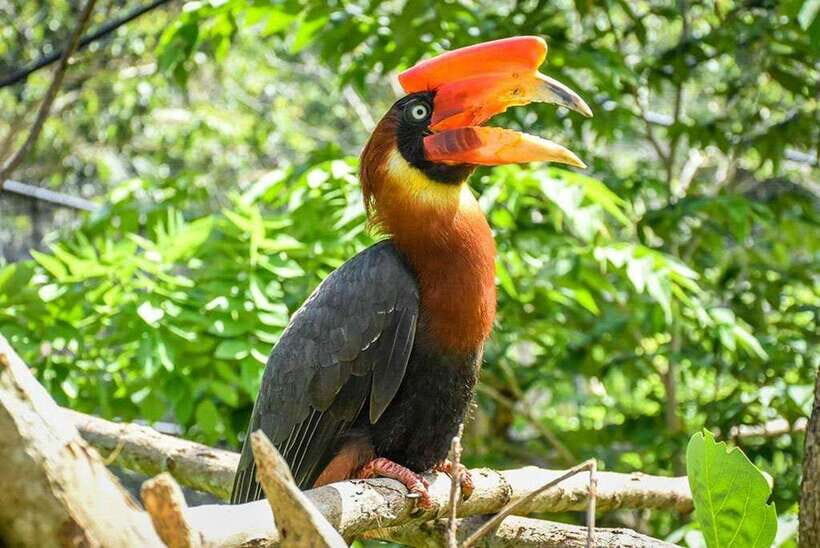 Cebu:Cebu Safari Adventure Park Day Trip - Who should book this, and who should skip it