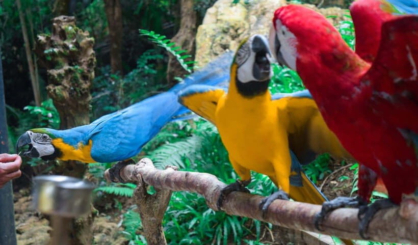 Cebu:Cebu Safari Adventure Park Day Trip - The “8 hours” promise: how this day trip actually feels