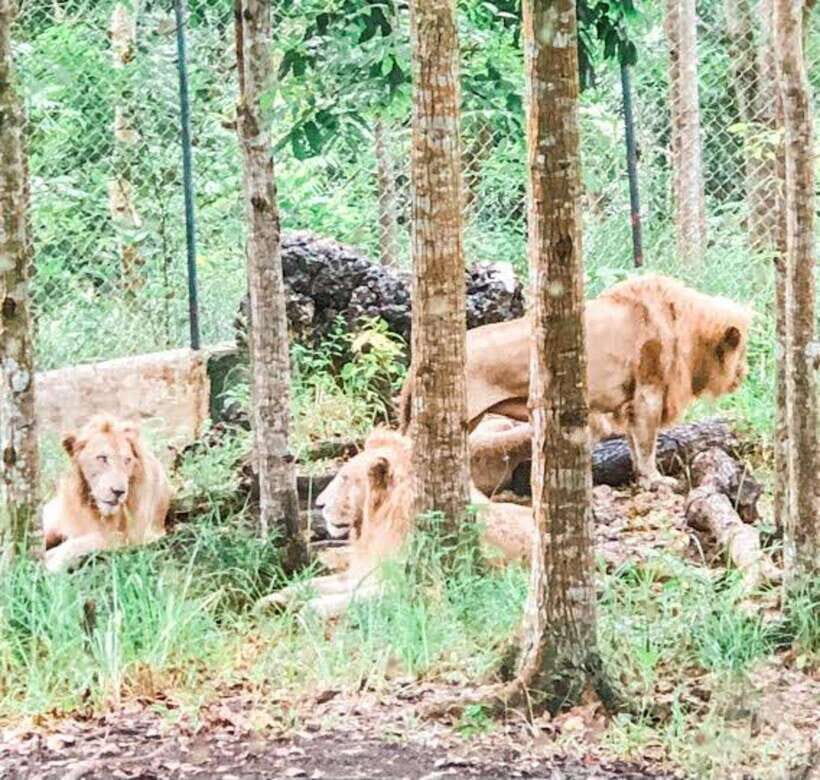 Cebu:Cebu Safari Adventure Park Day Trip - The safari truck ride: your main wildlife-viewing time