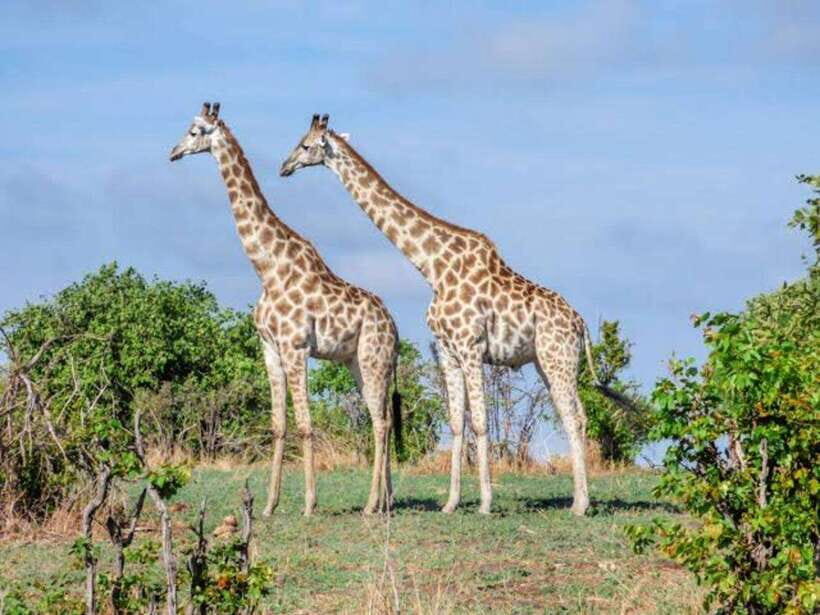 Cebu:Cebu Safari Adventure Park Day Trip - Animal shows at Cebu Safari: the schedule you should build your day around