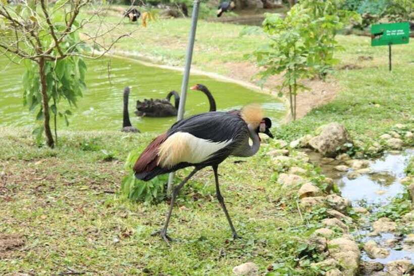 Cebu:Cebu Safari Adventure Park Day Trip - What to do between highlights: hiking, wildlife viewing, and downtime
