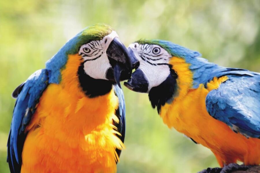 Cebu:Cebu Safari Adventure Park Day Trip - Price and value: is $97 per person a fair deal?