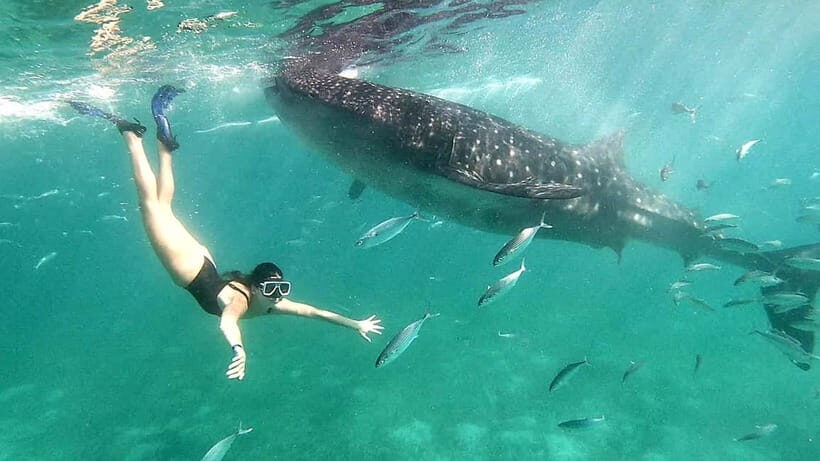 Cebu:Oslob Whale Shark Swimming & Kawasan Falls Canyoneering - The 2:00–3:00 AM pickup: why your day starts before sanity