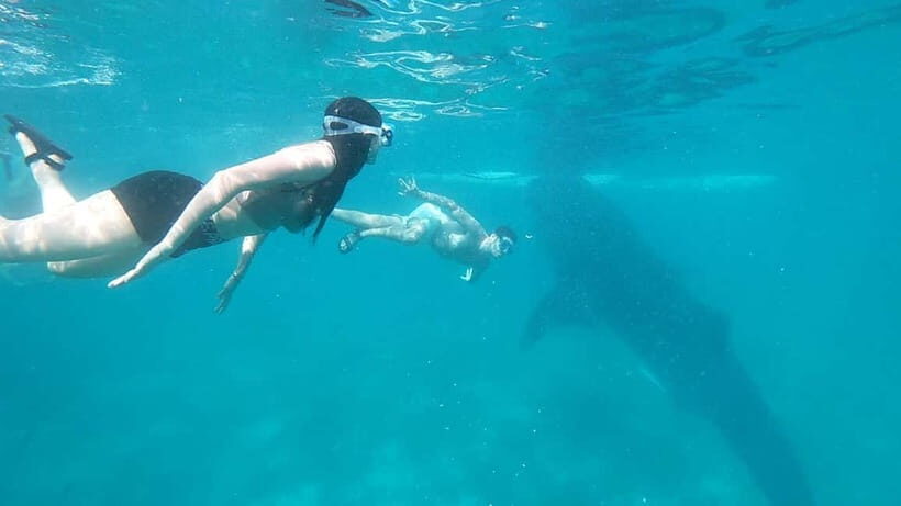 Cebu:Oslob Whale Shark Swimming & Kawasan Falls Canyoneering - Who this Cebu day trip fits best (and who should skip it)