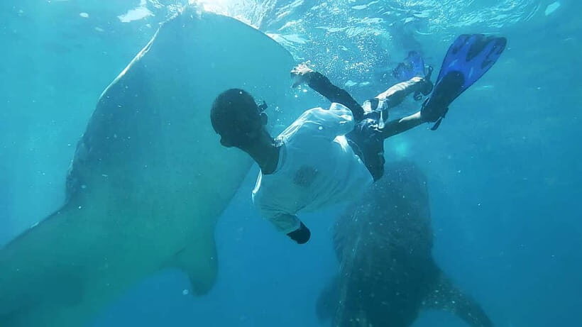 Cebu:Oslob Whale Shark Swimming & Kawasan Falls Canyoneering - Oslob whale shark swim: what the schedule actually feels like
