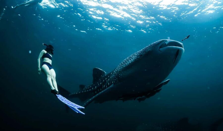 Cebu:Oslob WhaleSharkWatching,Kawasan Canyoneering - Oslob whale shark watching: how that 2-hour window is managed