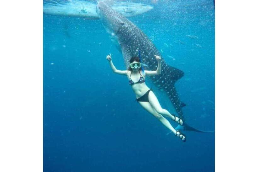 Cebu:Whale Shark, Waterfall, and Sardine Run Group Tour+Meal - Moalboal Pescador Island: Sardine Run Snorkeling That Feels Like Theater