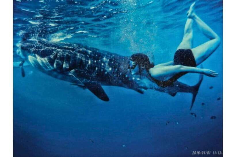 Cebu:Whale Shark, Waterfall, and Sardine Run Group Tour+Meal - Price and Value: Why This Costs What It Costs