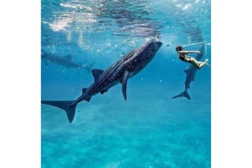 Cebu:Whale Shark, Waterfall, and Sardine Run Group Tour+Meal - Guide Quality: The Difference Between Seeing and Enjoying