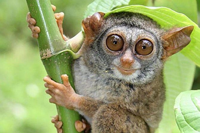 Chocolate hills tour with Tarsier & Loboc river Buffet Lunch (half-day tour) - Stop 2: Bohol Tarsier Conservation Area, up close but controlled