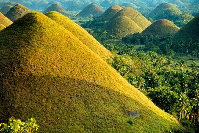 Chocolate hills tour with Tarsier & Loboc river Buffet Lunch (half-day tour) - Pickup, private transport, and how the day actually runs