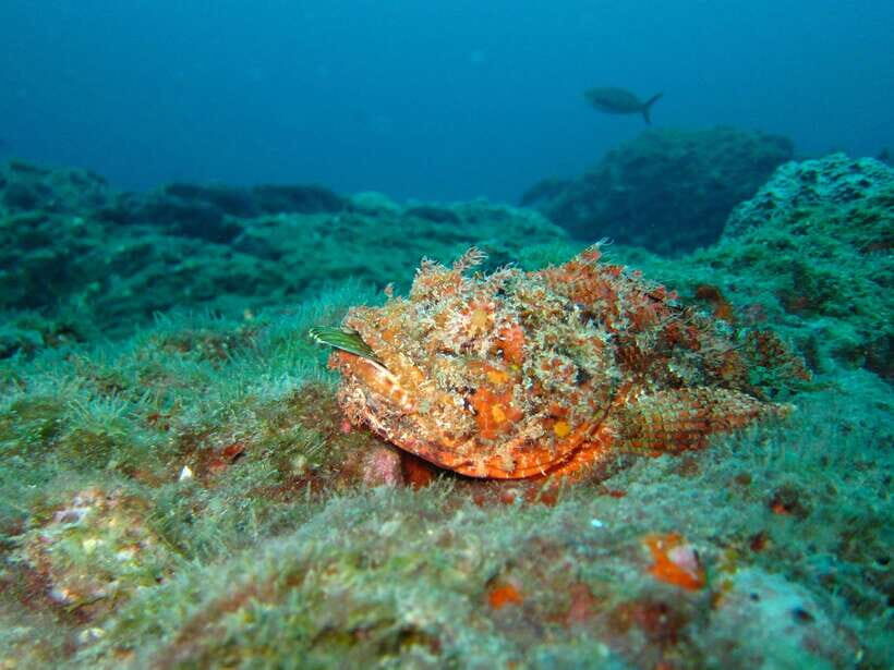Coron: Barracuda Lake, Skeleton Wreck, Twin Lagoon Boat Tour - Quick Key Points to Know Before You Go