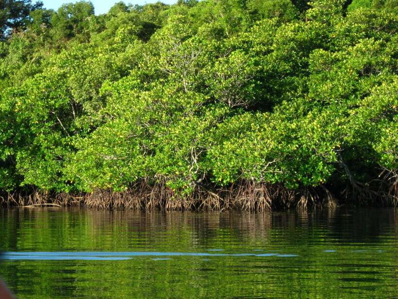 Coron: Calauit Safari Adventure - Key Highlights You’ll Care About
