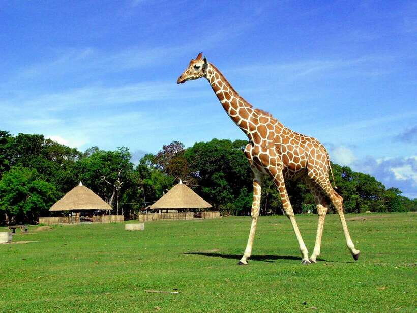 Coron: Calauit Safari Adventure - Local Palawan Wildlife You Might Not Expect