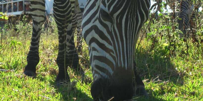 Coron: Calauit Safari Adventure - Who This Safari Fits Best (And Who Should Skip)