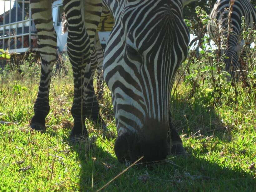 Coron: Calauit Safari Adventure - Calauit Game Refuge: Your Safari Lineup (Giraffes to Zebras)
