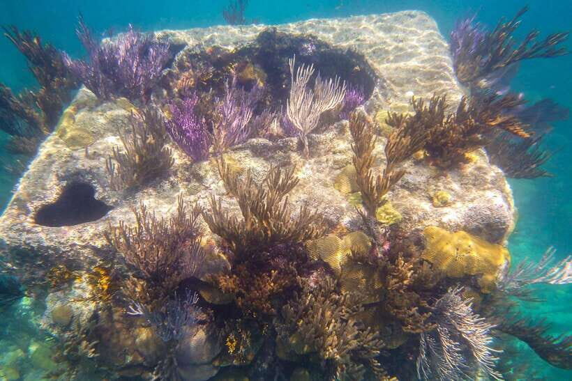 Coron: Coastal Cliffs, Beach & Malcapuya Island Hopping Tour - Price and value at $45 per person: when it makes sense