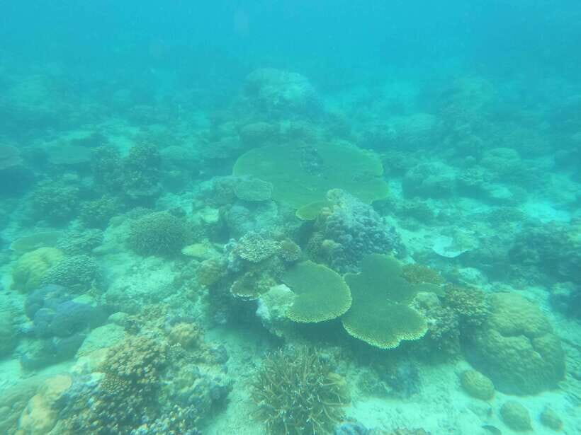 Coron: Dugong Watching with Sea Turtle and Coral Garden tour - Dimipac Island’s Coral Garden snorkel: fish, corals, and sea turtles