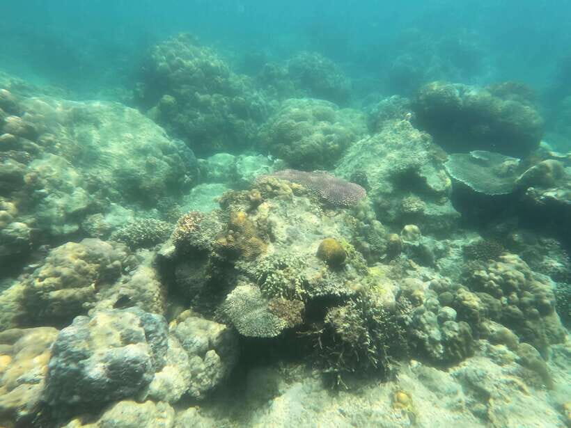 Coron: Dugong Watching with Sea Turtle and Coral Garden tour - Food included: breakfast, lunch, and the reality of a long day